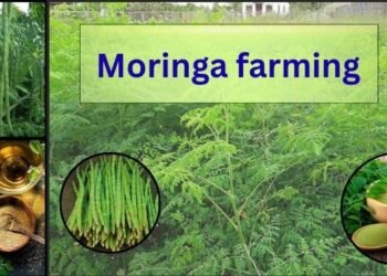moringa farming