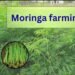 moringa farming