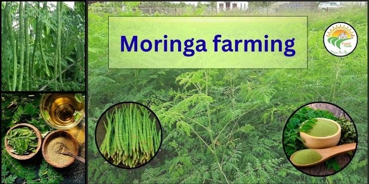 moringa farming