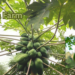 Papaya farm में लगे हरे पपीते के पौधे और देसी पपीता खेती करते किसान