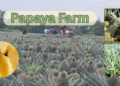 Pineapple farm with fresh pineapple plants growing in neat rows under a sunny sky.