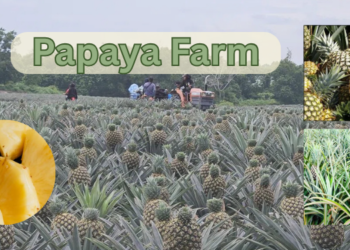 Pineapple farm with fresh pineapple plants growing in neat rows under a sunny sky.