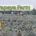 Pineapple farm with fresh pineapple plants growing in neat rows under a sunny sky.