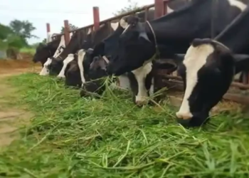 National Livestock Mission