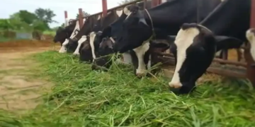 National Livestock Mission