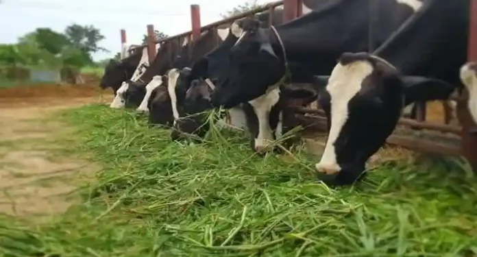 National Livestock Mission
