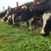 National Livestock Mission