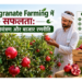 Pomegranate Farming