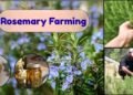 rosemary plant