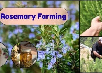 rosemary plant
