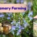 rosemary plant