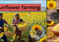 sunflower-farming