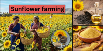sunflower-farming
