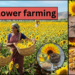 sunflower-farming