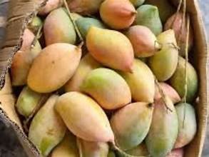 TotaPuri Mango