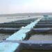 देशभर में बनेंगे 12 Integrated Aqua Parks, ₹713.80 करोड़ की परियोजना से Fisheries Sector को मिलेगी नई ताकत