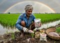 जिंक और बोरॉन ka use karte hue kisan