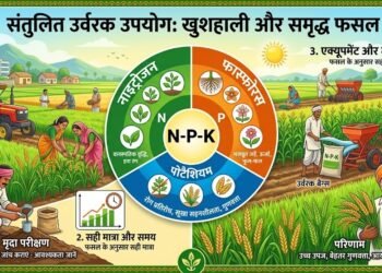 संतुलित उर्वरक उपयोग को दर्शाता यह फोटो