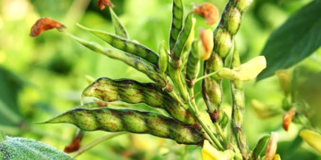 Arhar Farming