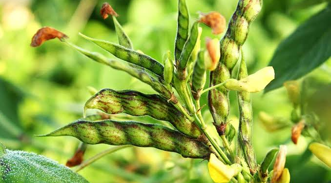 Arhar Farming