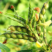 Arhar Farming