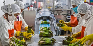 Assam Food Processing Industry