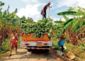 Banana Development Scheme