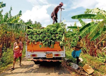 Banana Development Scheme
