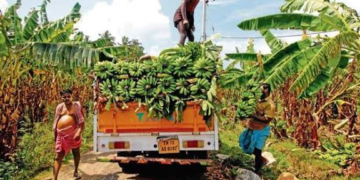 Banana Development Scheme