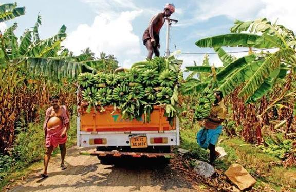 Banana Development Scheme
