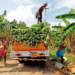 Banana Development Scheme