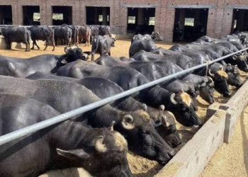 Buffalo Farming Rainy Season