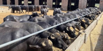 Buffalo Farming Rainy Season
