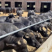Buffalo Farming Rainy Season