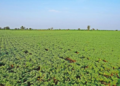 Chana Farming