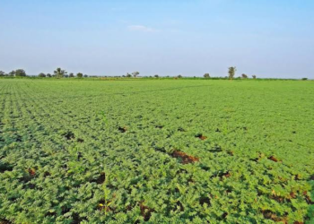 Chana Farming