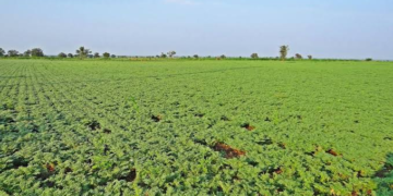 Chana Farming