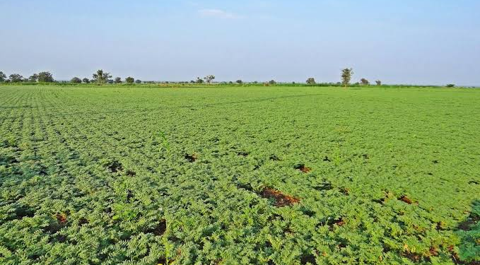 Chana Farming