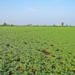 Chana Farming