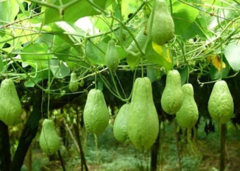 Chayote Farming