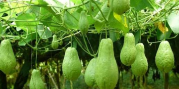 Chayote Farming