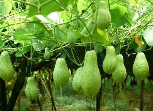 Chayote Farming