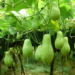 Chayote Farming