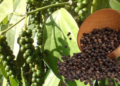 Black Pepper Farming