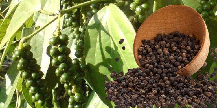 Black Pepper Farming