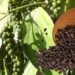Black Pepper Farming