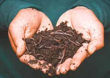 Vermicompost