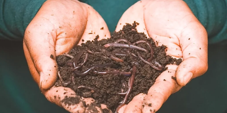 Vermicompost