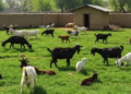 Goat Farming Rainy Season