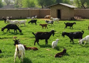 Goat Farming Rainy Season
